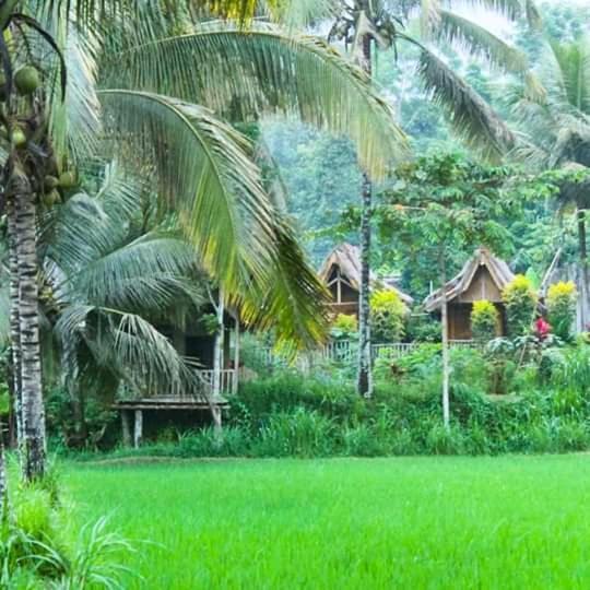 Tereng Wilis Bungalows Tetebatu Exterior photo