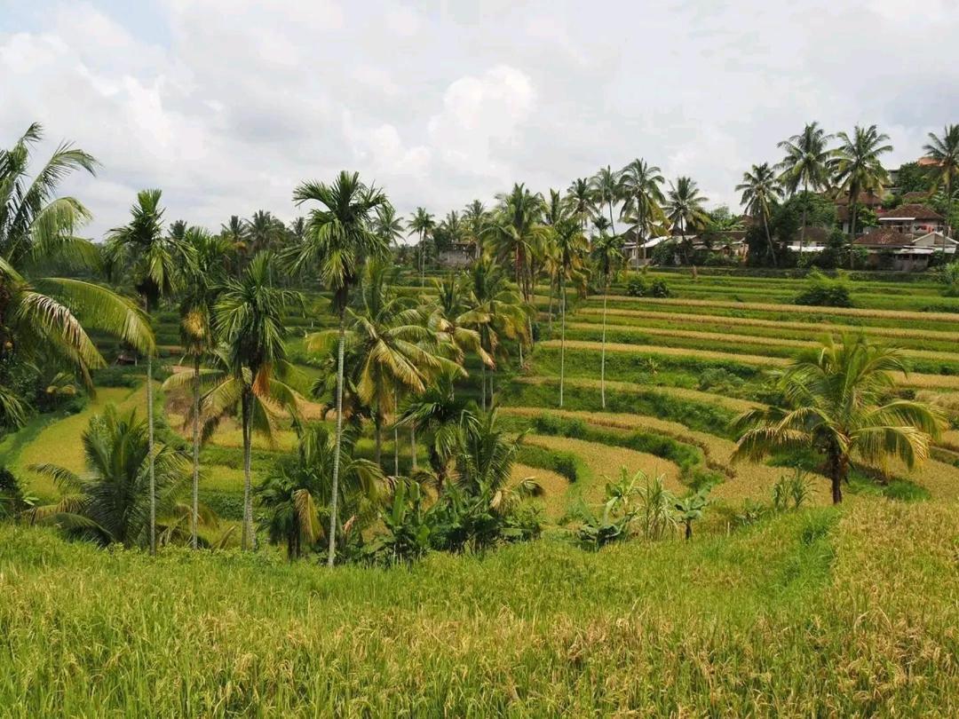 Tereng Wilis Bungalows Tetebatu Exterior photo